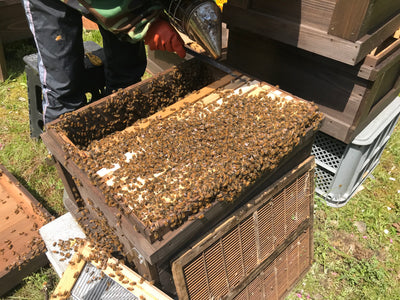 順調に増え続ける蜜蜂達