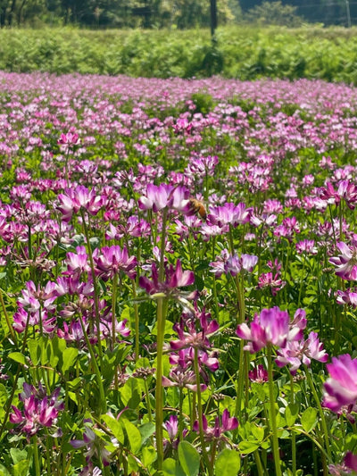 4年越しの「れんげ蜂蜜」