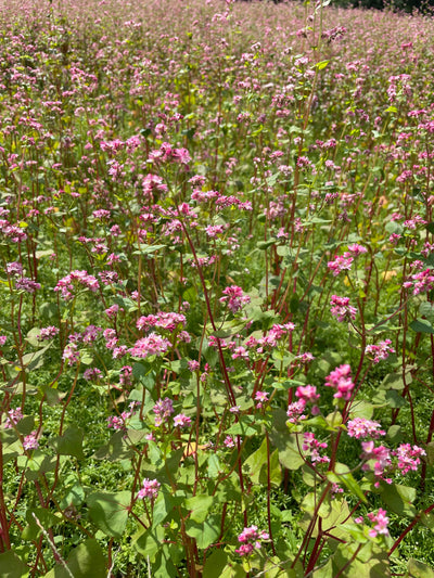 2025 ルビー蕎麦蜂蜜の販売につきまして